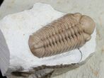 Kainops Trilobite (Double) - Black Cat Mountain #9459-3